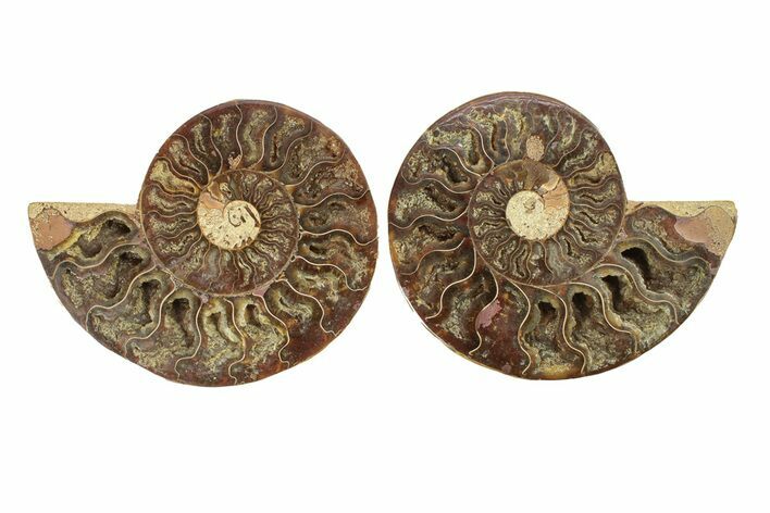 Cut & Polished, Agatized Ammonite Fossil - Madagascar #270266
